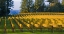 Picture of GOLDEN ROWS IV