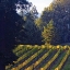 Picture of GOLDEN ROWS V