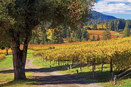 Picture of OAK AND VINE I