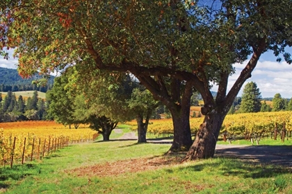 Picture of OAK AND VINE II