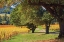Picture of OAK AND VINE III