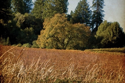 Picture of VINEYARD TAPESTRY I