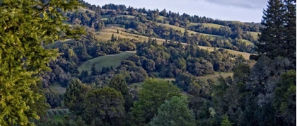 Picture of WOODLAND PASTURES I