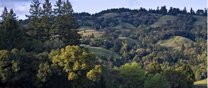 Picture of WOODLAND PASTURES II