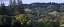 Picture of WOODLAND PASTURES II