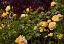 Picture of GARDEN GLIMPSE VI