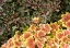 Picture of GARDEN GLIMPSE IX