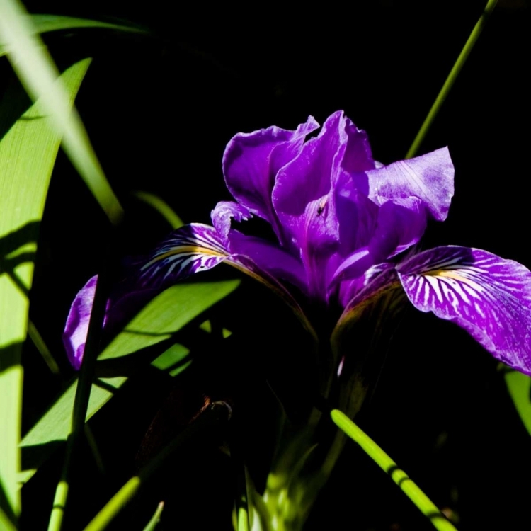 Picture of WILD IRIS I