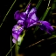 Picture of WILD IRIS II