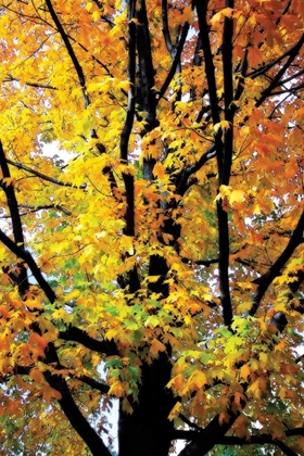 Picture of AUTUMN COLOR I