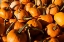 Picture of PUMPKINS