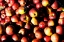 Picture of APPLES