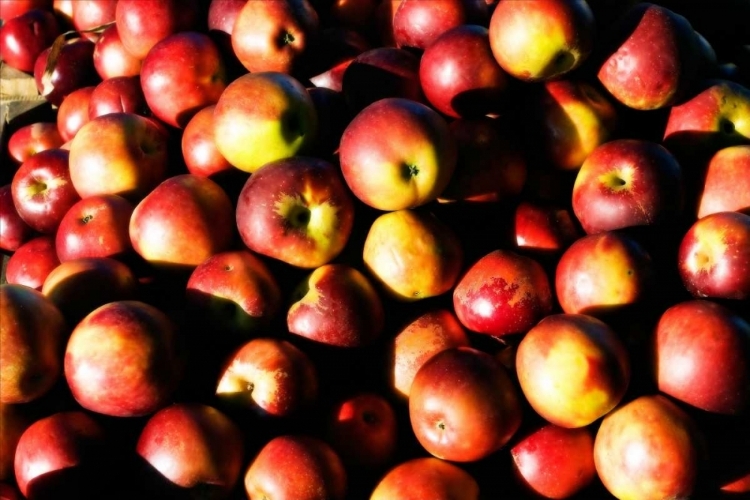 Picture of APPLES