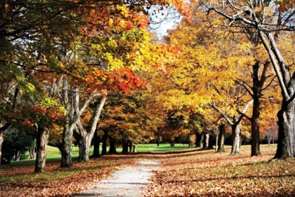 Picture of MAYMONT MAPLES I