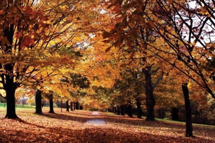 Picture of MAYMONT MAPLES II