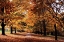 Picture of MAYMONT MAPLES II
