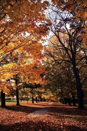 Picture of MAYMONT MAPLES III