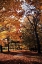 Picture of MAYMONT MAPLES III