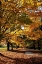 Picture of MAYMONT MAPLES IV
