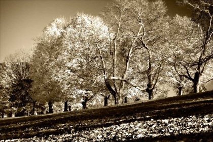 Picture of FALLING LEAVES