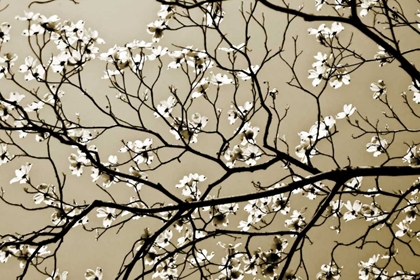 Picture of DOGWOOD I