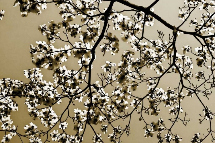 Picture of DOGWOOD II