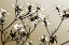 Picture of DOGWOOD III