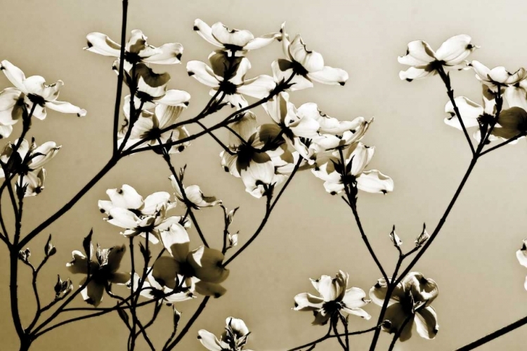 Picture of DOGWOOD III