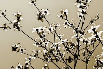 Picture of DOGWOOD IV