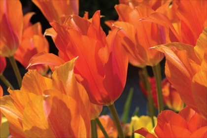 Picture of TULIP FIELD I