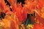 Picture of TULIP FIELD I