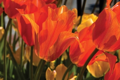 Picture of TULIP FIELD II