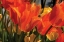 Picture of TULIP FIELD II