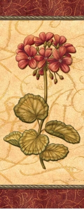 Picture of RED PASSION GERANIUM