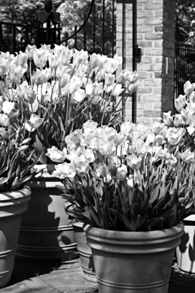 Picture of SPRING TULIPS I