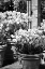 Picture of SPRING TULIPS I