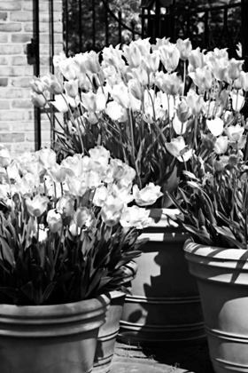 Picture of SPRING TULIPS II