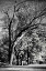 Picture of FOUR TREES