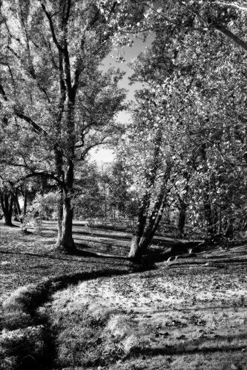 Picture of A SMALL CREEK