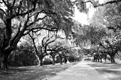 Picture of CHARLESTON OAKS I0