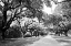 Picture of CHARLESTON OAKS I0