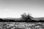 Picture of BIG MEADOW III