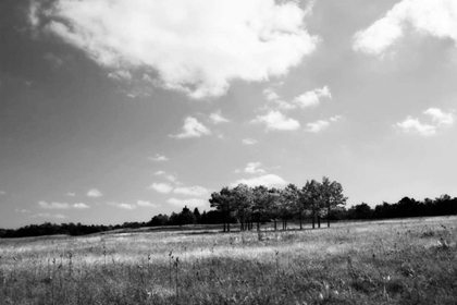 Picture of TREE LINE I