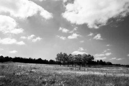 Picture of TREE LINE II