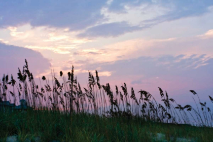 Picture of SEA OATS ON LAVENDER I