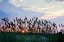 Picture of SEA OATS ON LAVENDER II