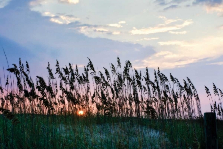 Picture of SEA OATS ON LAVENDER II