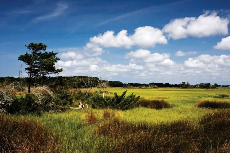 Picture of MARSHLAND I