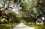 Picture of CHARLESTON OAKS I