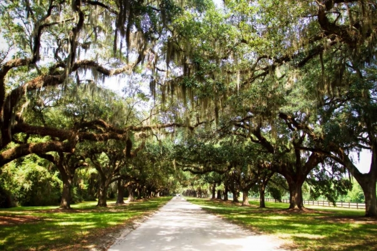 Picture of CHARLESTON OAKS I